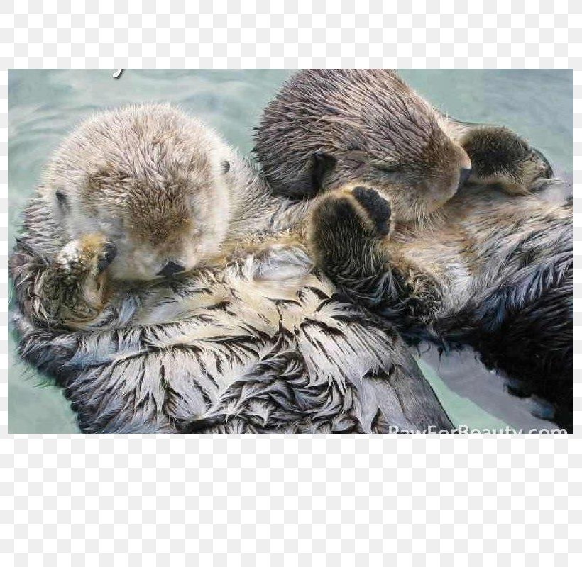 Sea Otter Puppy Weasels Eurasian Otter Cuteness, PNG, 800x800px, Sea Otter, Animal, Beaver, Carnivoran, Child Download Free