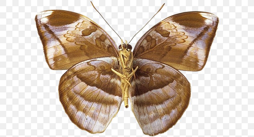 Silkworm Butterfly Brush-footed Butterflies Pieridae Insect, PNG, 600x445px, Silkworm, Animal, Arthropod, Asianamerican Moon Moths, Blog Download Free