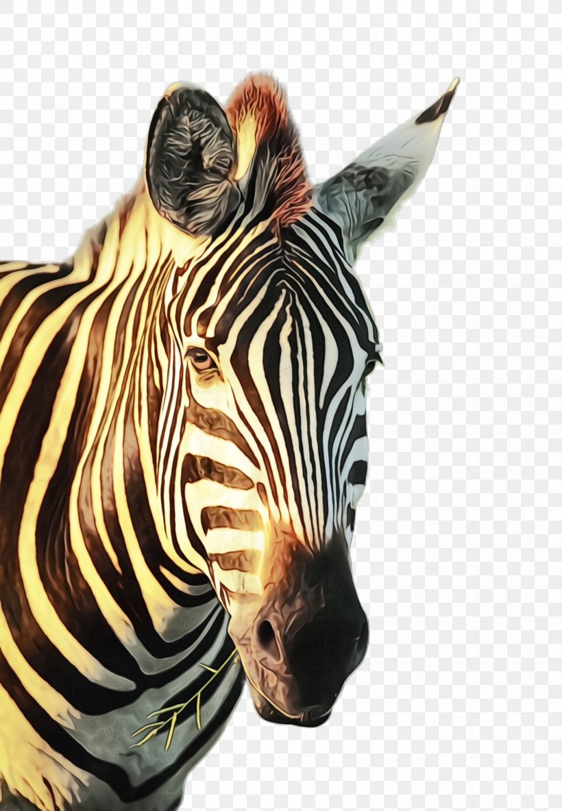 Zebra Terrestrial Animal Wildlife Head Snout, PNG, 1664x2404px ...