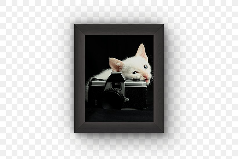 Cat Picture Frames Rectangle, PNG, 550x550px, Cat, Cat Like Mammal, Picture Frame, Picture Frames, Rectangle Download Free