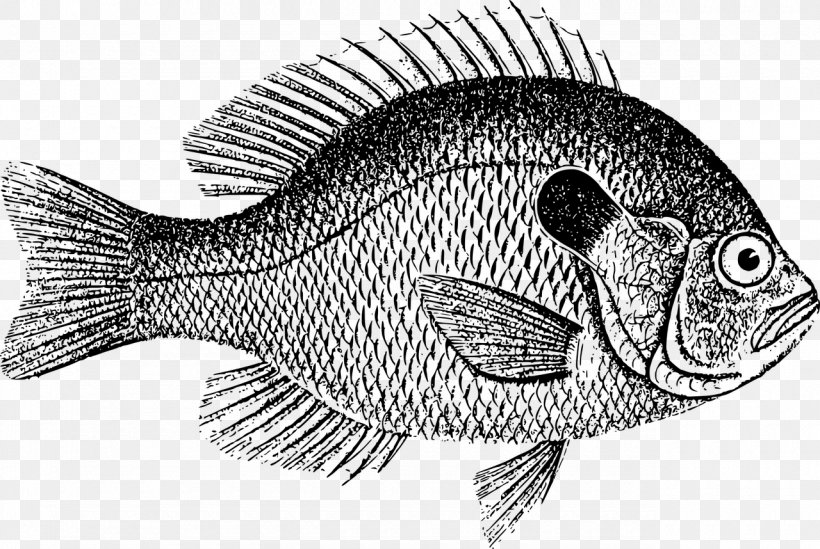 Common Carp Drawing Image Download Stock.xchng, PNG, 1280x858px, Common Carp, Bluegill, Bonyfish, Carp, Drawing Download Free