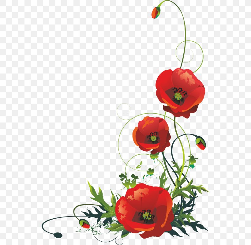 Common Poppy Remembrance Poppy, PNG, 800x800px, Common Poppy, Art, Can Stock Photo, Coquelicot, Cut Flowers Download Free