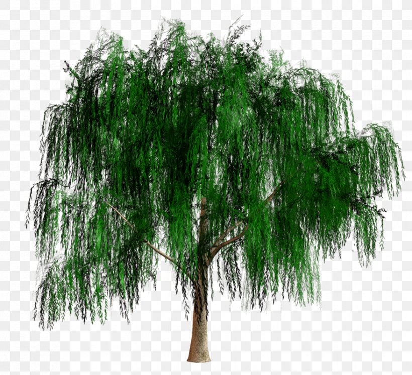 Shrub Branching, PNG, 878x800px, Shrub, Branch, Branching, Evergreen, Grass Download Free