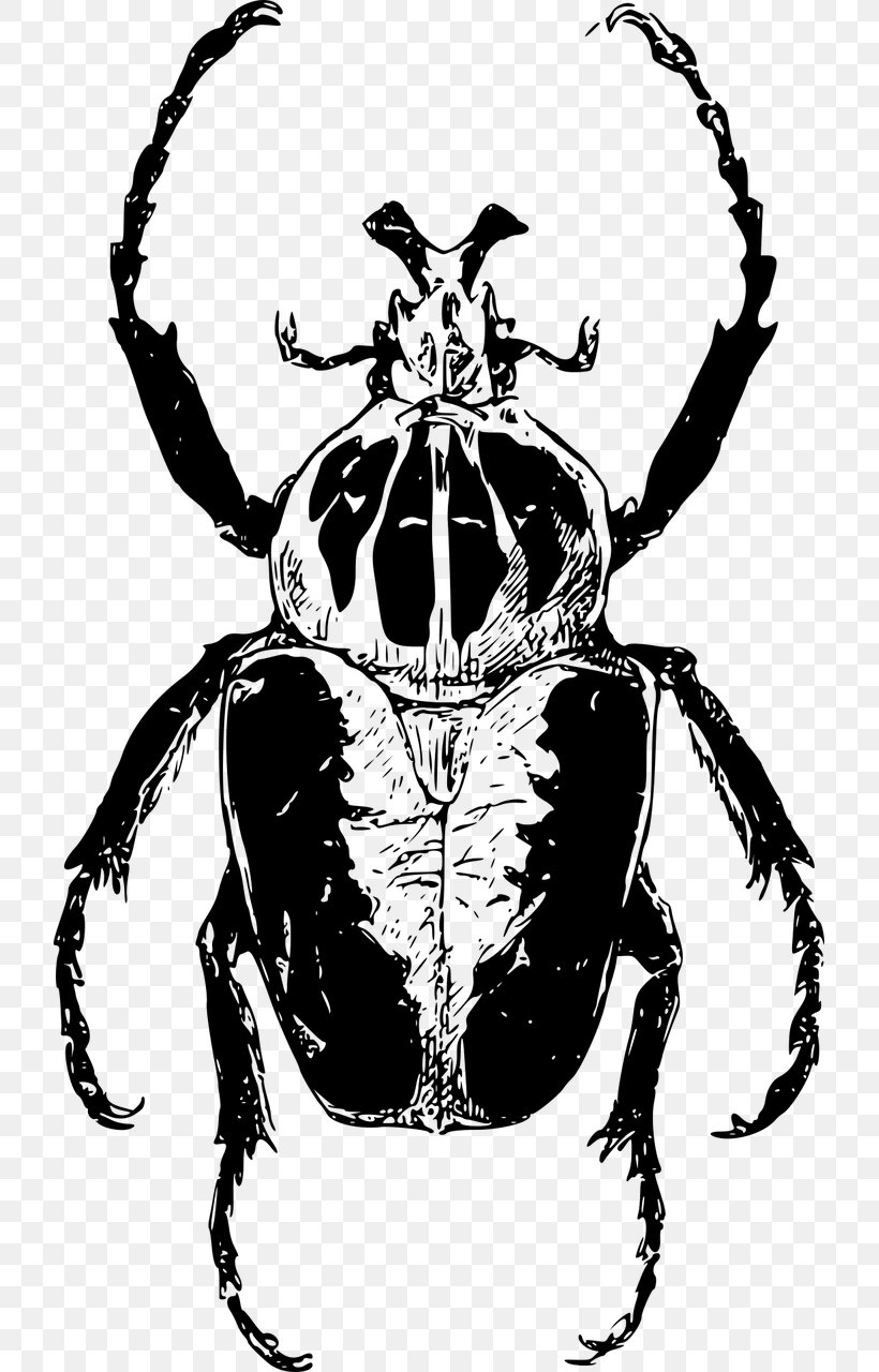 Atlas Beetle Goliathus Drawing Clip Art, PNG, 719x1280px, Beetle, Animal, Arthropod, Atlas Beetle, Black And White Download Free