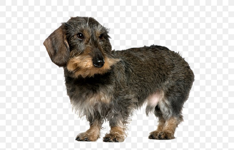 german wirehaired terrier