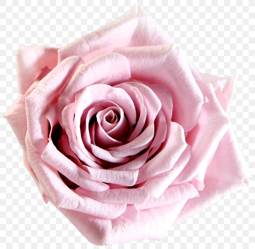Garden Roses Cabbage Rose Pink Cut Flowers Flower Bouquet, PNG, 800x800px, Garden Roses, Blume, Bottle, Brilliant, Cabbage Rose Download Free
