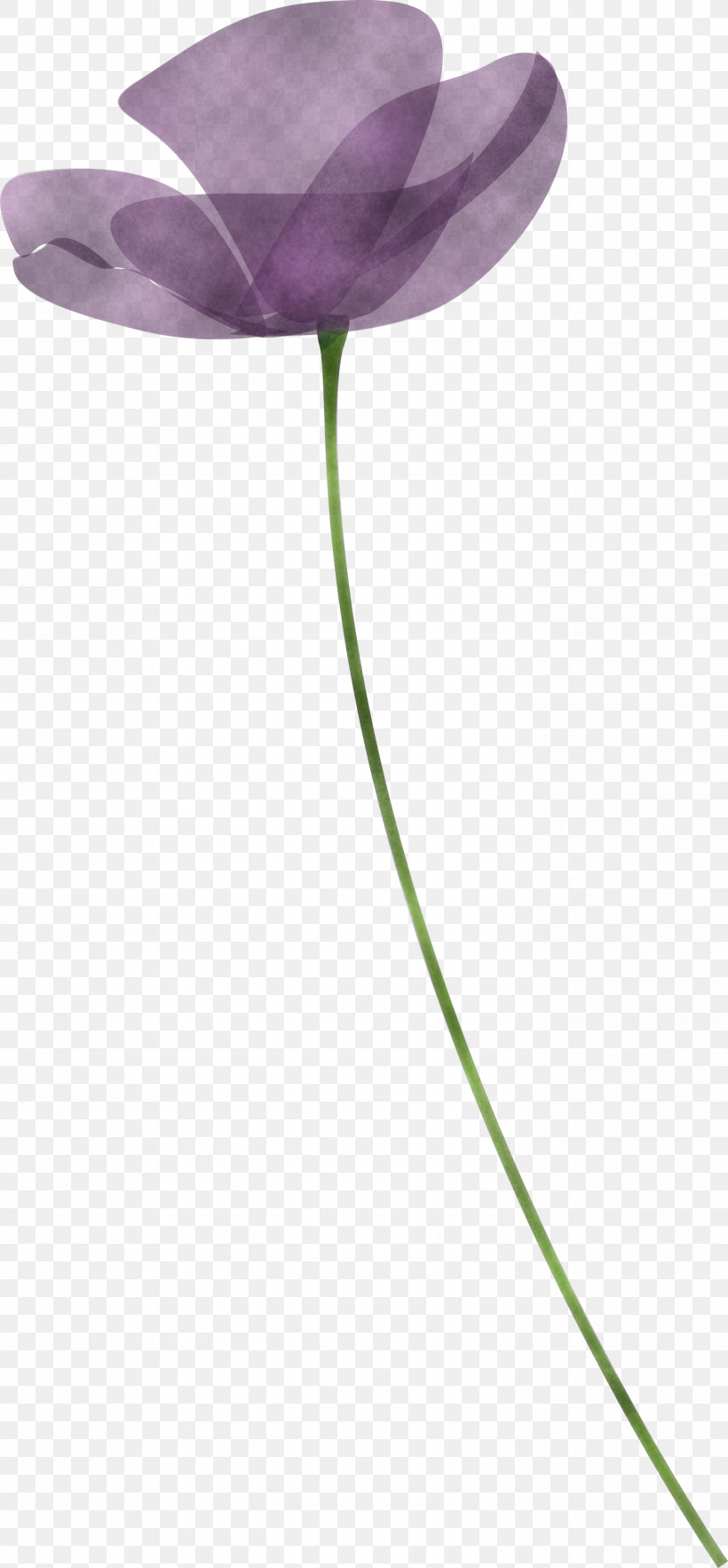 Poppy Flower, PNG, 1393x3000px, Poppy, Anthurium, Flower, Lily Family, Pedicel Download Free