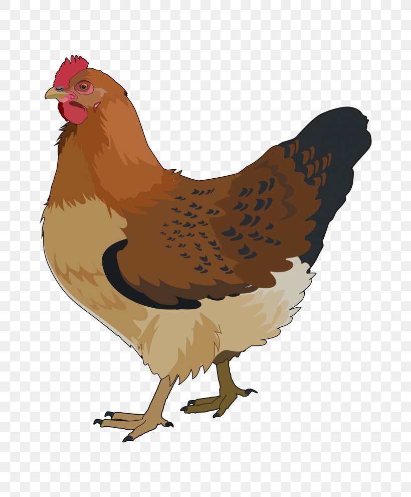 Rooster Chicken Bird Clip Art, PNG, 700x990px, Rooster, Beak, Bird, Chicken, Comb Download Free