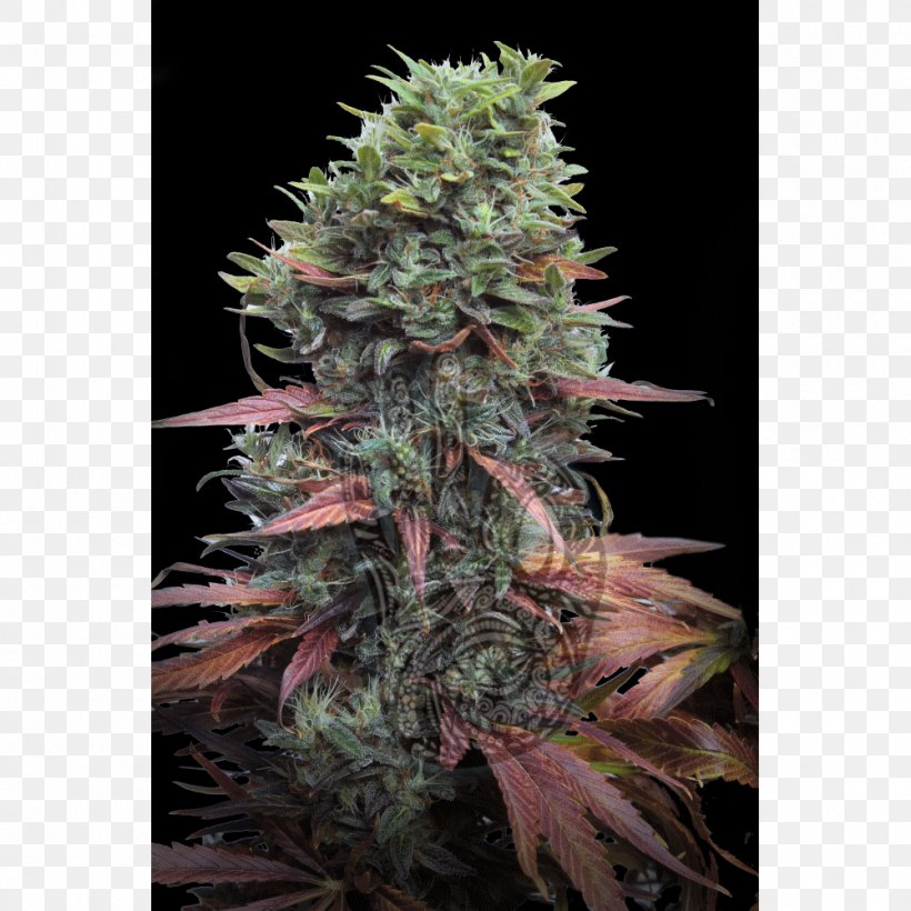 Cannabis Sativa Grow Shop Seed Marijuana, PNG, 1000x1000px, Cannabis, Cannabis Cultivation, Cannabis Sativa, Cultivar, Euphoria Download Free
