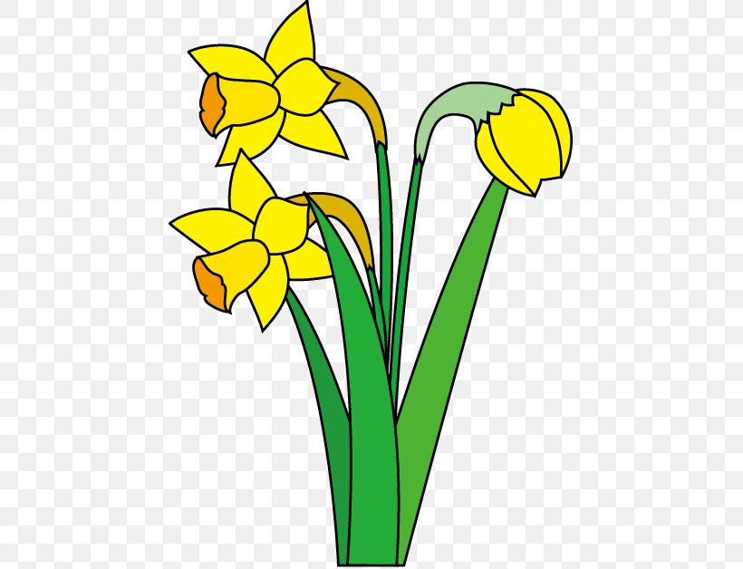 Daffodil Illustrator Royalty-free Clip Art, PNG, 447x628px, Daffodil, Artwork, Black And White, Cut Flowers, Cyclamen Persicum Download Free