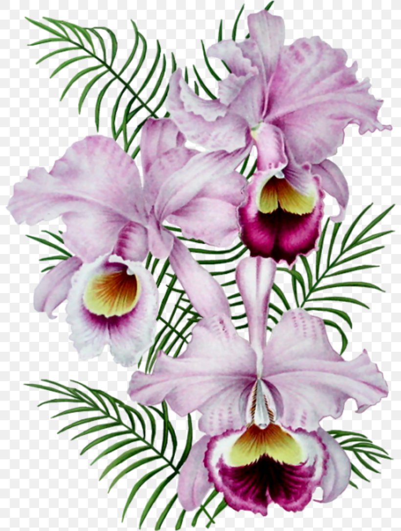 Gfycat Clip Art, PNG, 800x1087px, Gfycat, Animation, Avatar, Cattleya, Cattleya Labiata Download Free