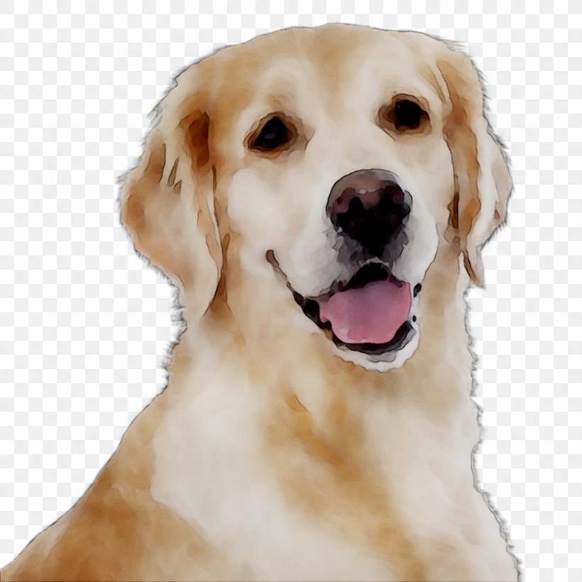 Golden Retriever Labrador Retriever Dog Breed Companion Dog, PNG, 1026x1026px, Golden Retriever, Akbash Dog, Ancient Dog Breeds, Breed, Canidae Download Free