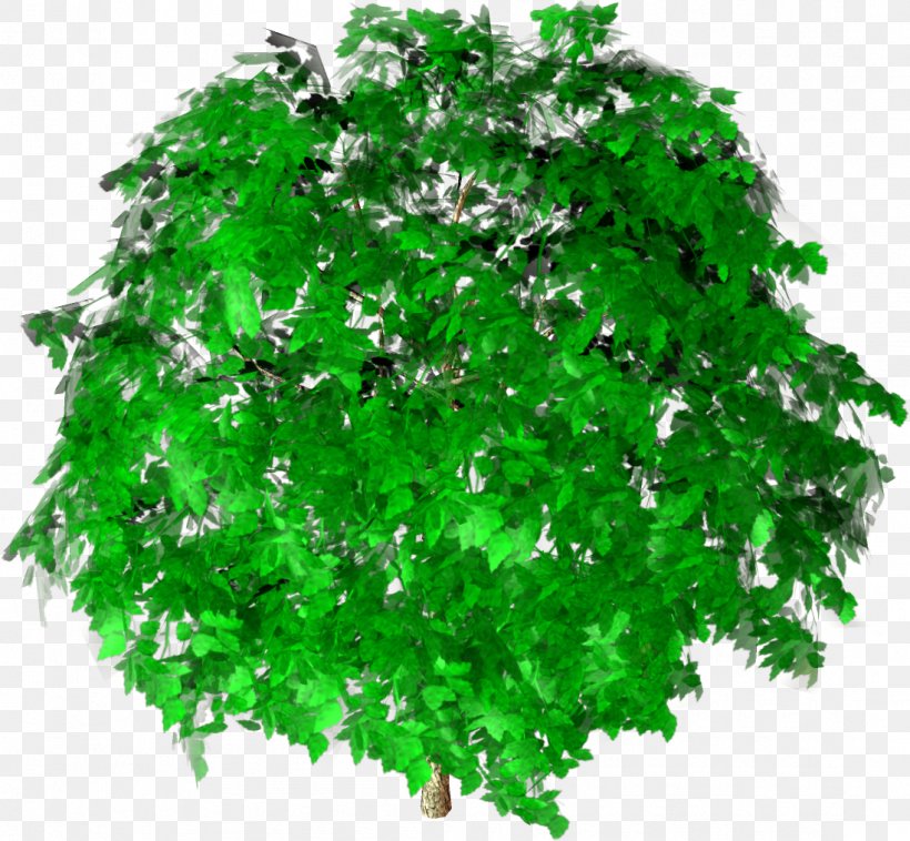 Green Shrub Leaf Branching, PNG, 1098x1016px, Green, Branch, Branching, Grass, Leaf Download Free