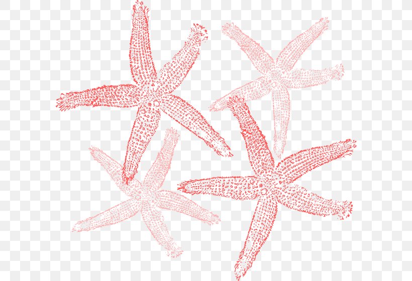 Starfish Clip Art, PNG, 600x560px, Starfish, Echinoderm, Graphic Arts, Invertebrate, Marine Invertebrates Download Free