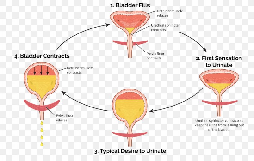 Urination Urinary Bladder Overactive Bladder Urinary Incontinence Urine, PNG, 1024x650px, Watercolor, Cartoon, Flower, Frame, Heart Download Free