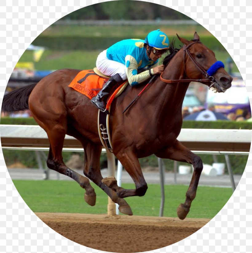 Belmont Park Belmont Stakes Breeders' Cup Classic Horse, PNG, 991x997px, Belmont Park, Affirmed, American Pharoah, Animal Sports, Belmont Stakes Download Free