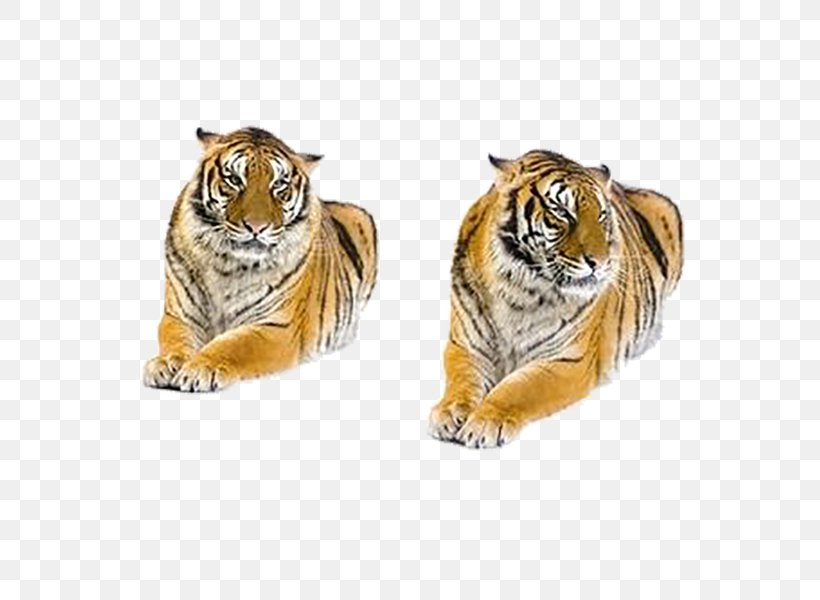 Bengal Tiger Siberian Tiger Stock Photography White Tiger, PNG, 600x600px, Bengal Tiger, Animal, Big Cats, Carnivoran, Cat Like Mammal Download Free