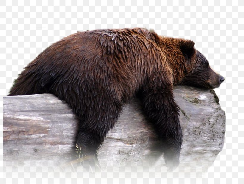 Grizzly Bear Alaska Wildlife Conservation Center Alaska Peninsula Brown Bear Polar Bear, PNG, 800x619px, Watercolor, Cartoon, Flower, Frame, Heart Download Free