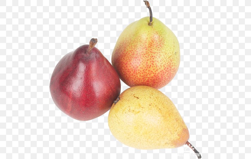 Pear Accessory Fruit Natural Foods, PNG, 500x519px, Pear, Accessory Fruit, Food, Fruit, Natural Foods Download Free