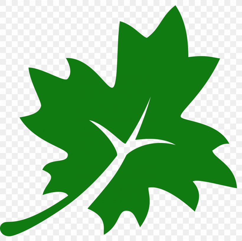 Acer Nigrum Maple Leaf, PNG, 1600x1600px, Acer Nigrum, Flora, Flower, Flowering Plant, Green Download Free
