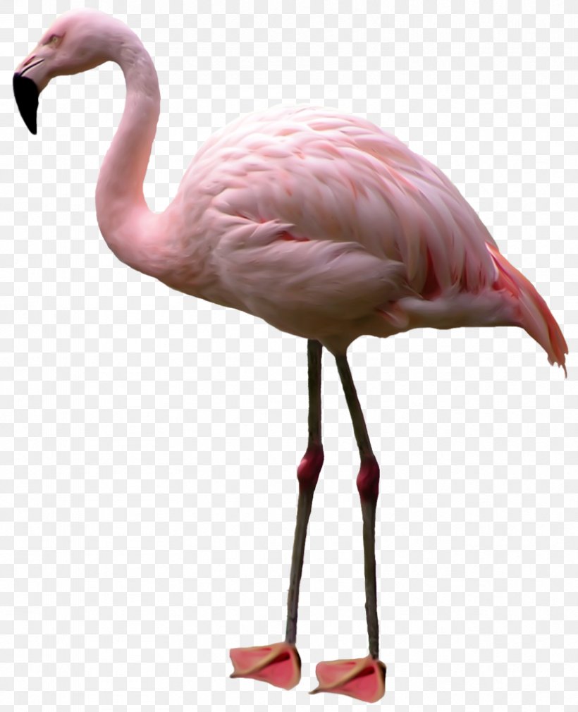 Flamingo Clip Art Bird Psd, PNG, 831x1024px, Flamingo, Beak, Bird, Image File Formats, Neck Download Free