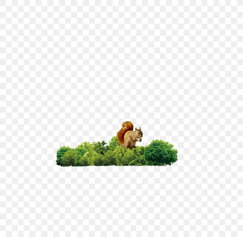 Forest Woodland Icon, PNG, 800x800px, Forest, Forestry, Grass, Green, Tree Download Free