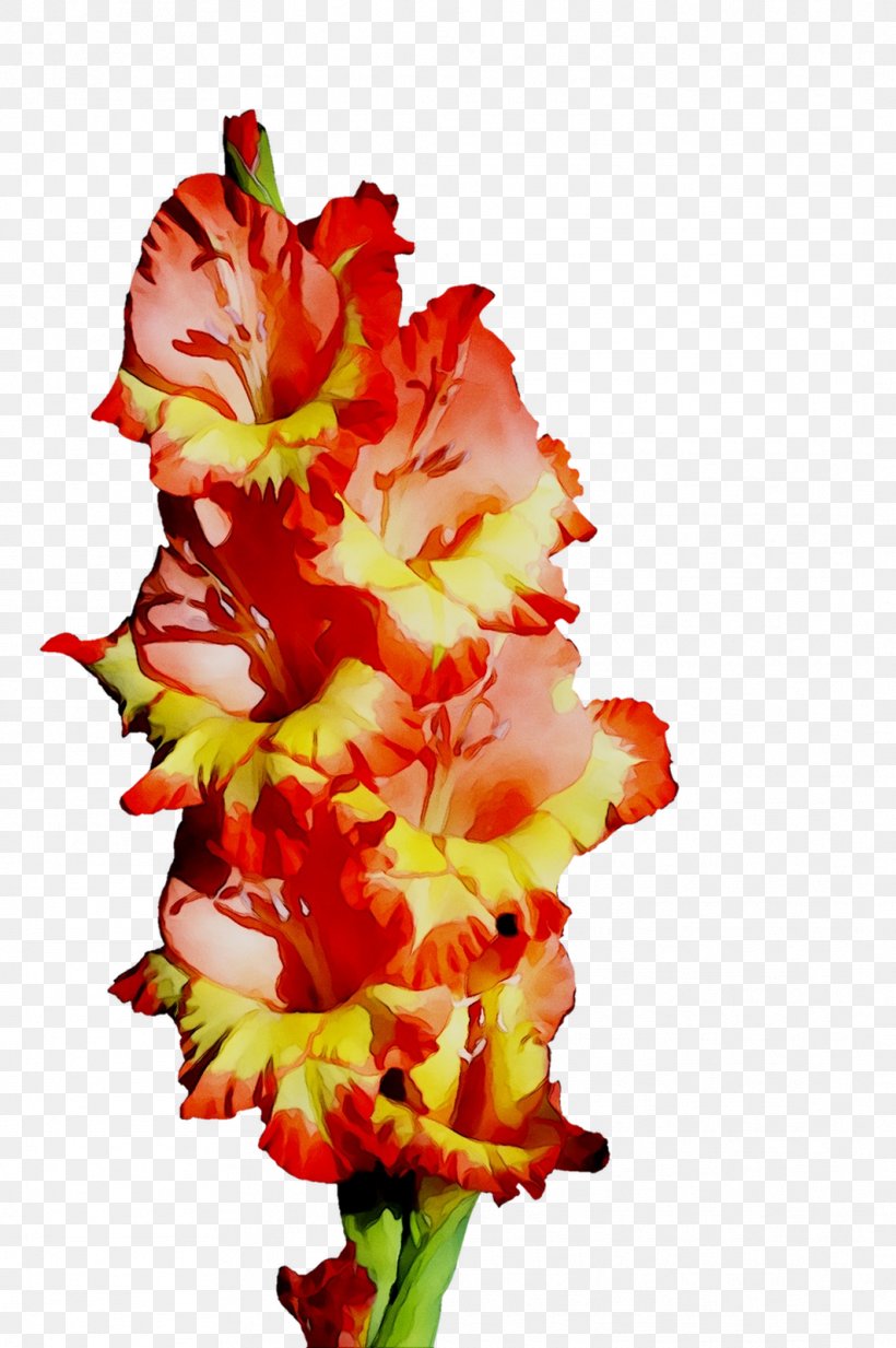 Gladiolus Cut Flowers Floral Design Plant Stem, PNG, 1063x1599px, Gladiolus, Cut Flowers, Floral Design, Flower, Flowering Plant Download Free
