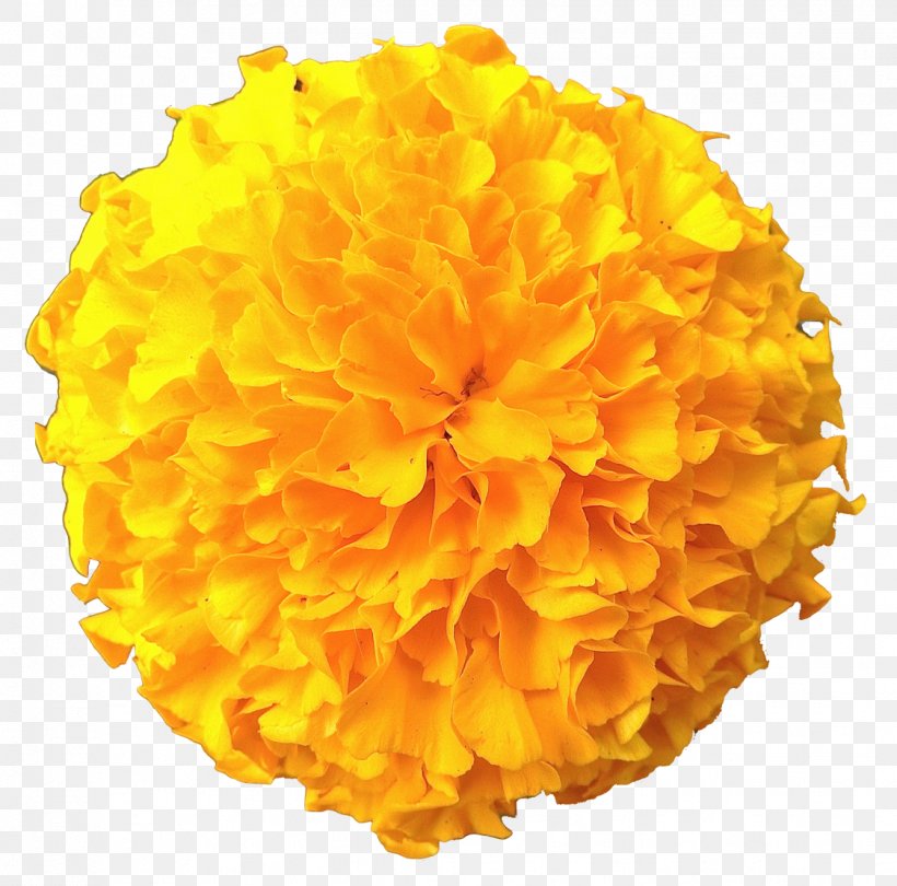 Marigold Clip Art, PNG, 1123x1110px, Marigold, Calendula, Chamomile, Flower, Image File Formats Download Free