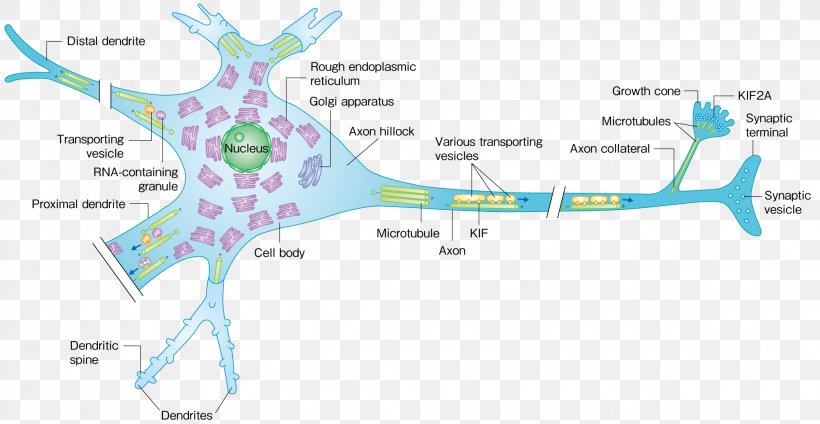 Motor Protein Kinesin Microtubule Neuron, PNG, 2052x1062px, Motor Protein, Area, Axon, Axon Terminal, Axonal Transport Download Free