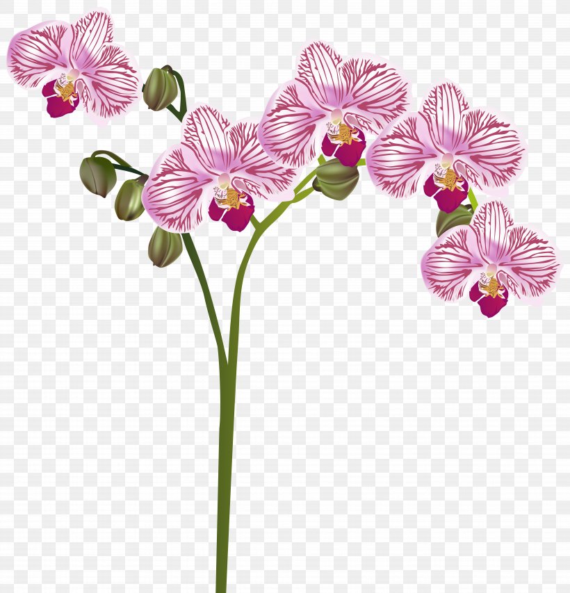 Orchids Flower Clip Art, PNG, 7682x8000px, Orchids, Blog, Botanical Illustration, Cattleya Orchids, Cut Flowers Download Free