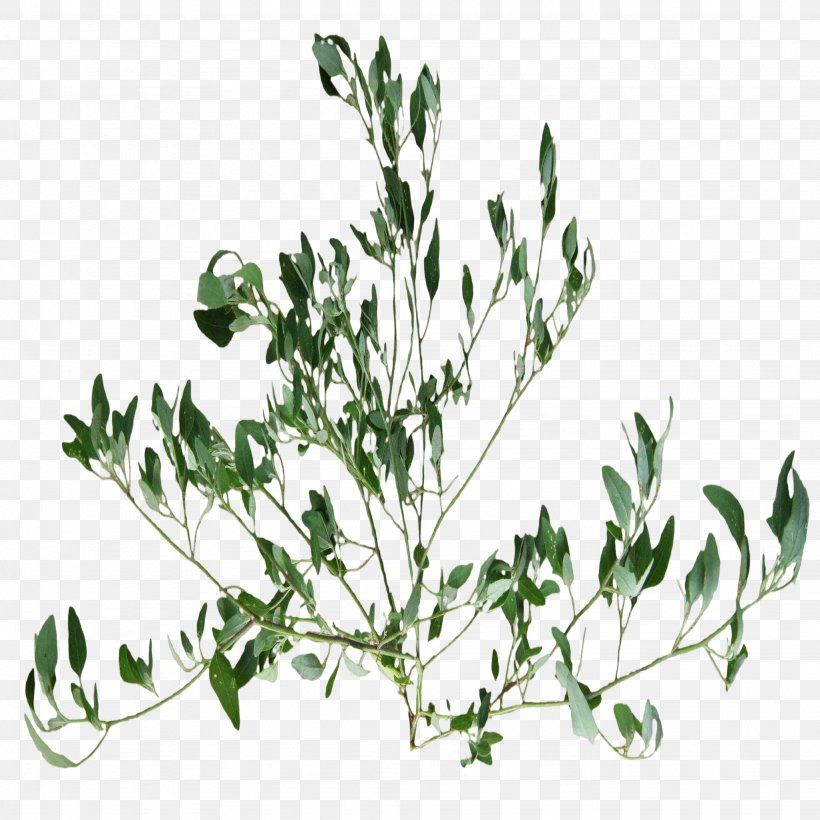 Twig Herbalism Plant Stem Leaf, PNG, 2048x2048px, Twig, Branch, Flora, Flowering Plant, Herb Download Free