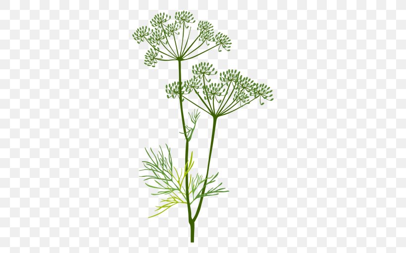 Cow Parsley Herbaceous Plant Dill Fennel, PNG, 512x512px, Cow Parsley, Anthriscus, Caraway, Dill, Fennel Download Free