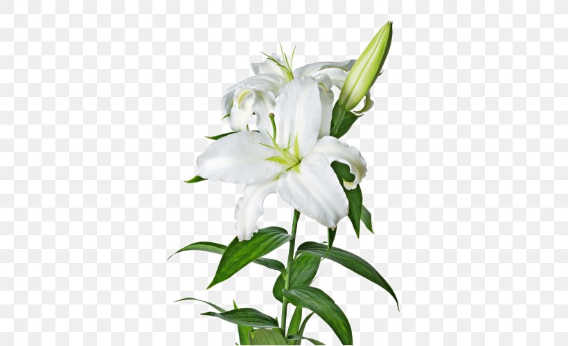 Easter Lily Flower Madonna Lily Lilium ‘Casa Blanca’ Clip Art, PNG, 500x500px, Easter Lily, Bellflower Family, Cut Flowers, Flower, Flower Bouquet Download Free