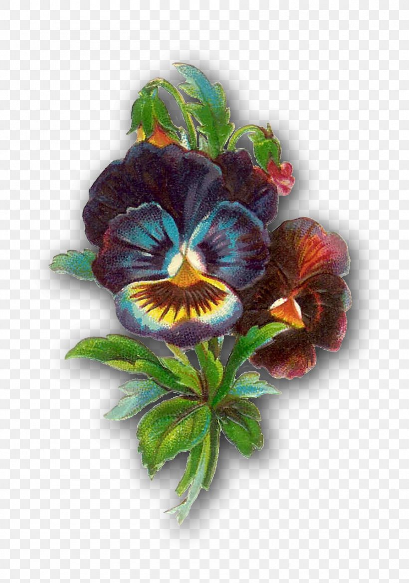 Pansy Flower Violet Clip Art, PNG, 895x1275px, Pansy, Cut Flowers, Drawing, Floral Design, Flower Download Free