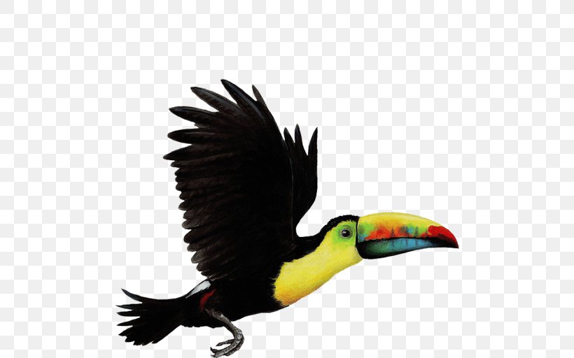 Bird Parrot Toco Toucan Choco Toucan Clip Art, PNG, 512x512px, Bird, Animal, Beak, Can Stock Photo, Channelbilled Toucan Download Free