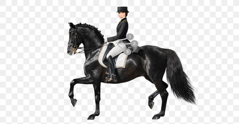Horse Dressage Equestrian Stock Photography Saddle, PNG, 591x425px, Horse, Animal Sports, Animal Training, Bridle, Collection Download Free