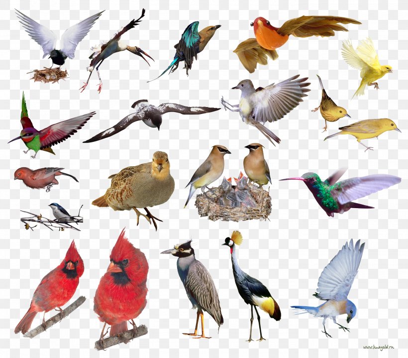Bird Clip Art Beak Feather, PNG, 2800x2456px, Bird, Beak, Fauna, Feather, Finch Download Free