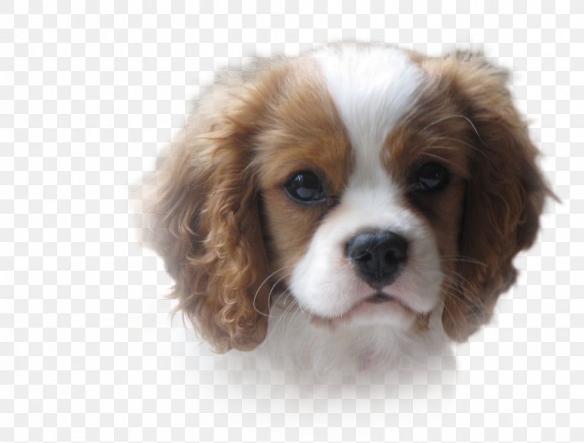 Cavalier King Charles Spaniel Puppy Dog Breed English Cocker Spaniel, PNG, 1011x768px, King Charles Spaniel, Beagle, Breed, Canidae, Carnivore Download Free