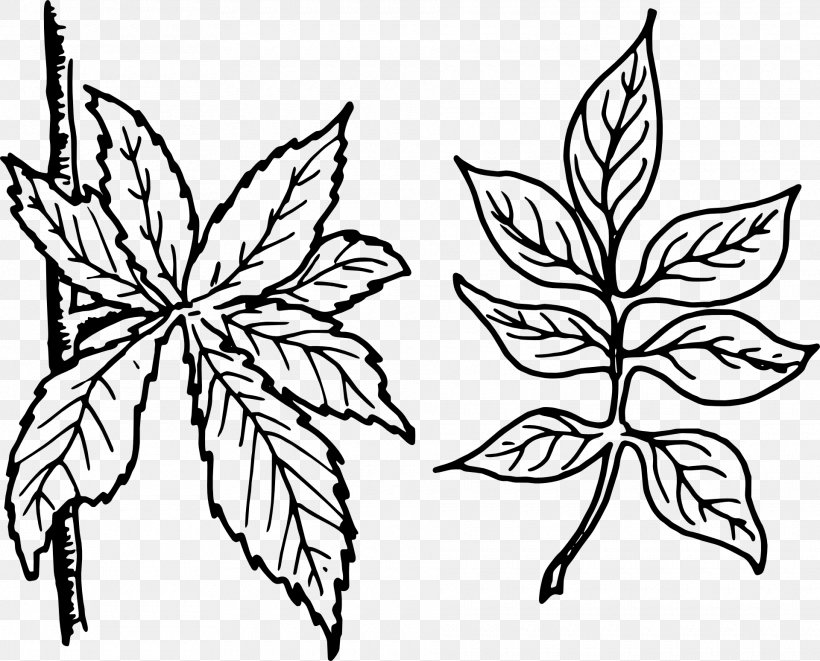 Leaf Pinnation Petiole Clip Art, PNG, 1920x1549px, Leaf, Artwork, Black And White, Botany, Branch Download Free