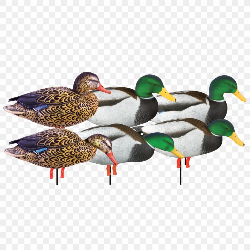 Mallard Duck Decoy Goose, PNG, 2000x2000px, Mallard, Anseriformes, Beak, Bird, Cygnini Download Free