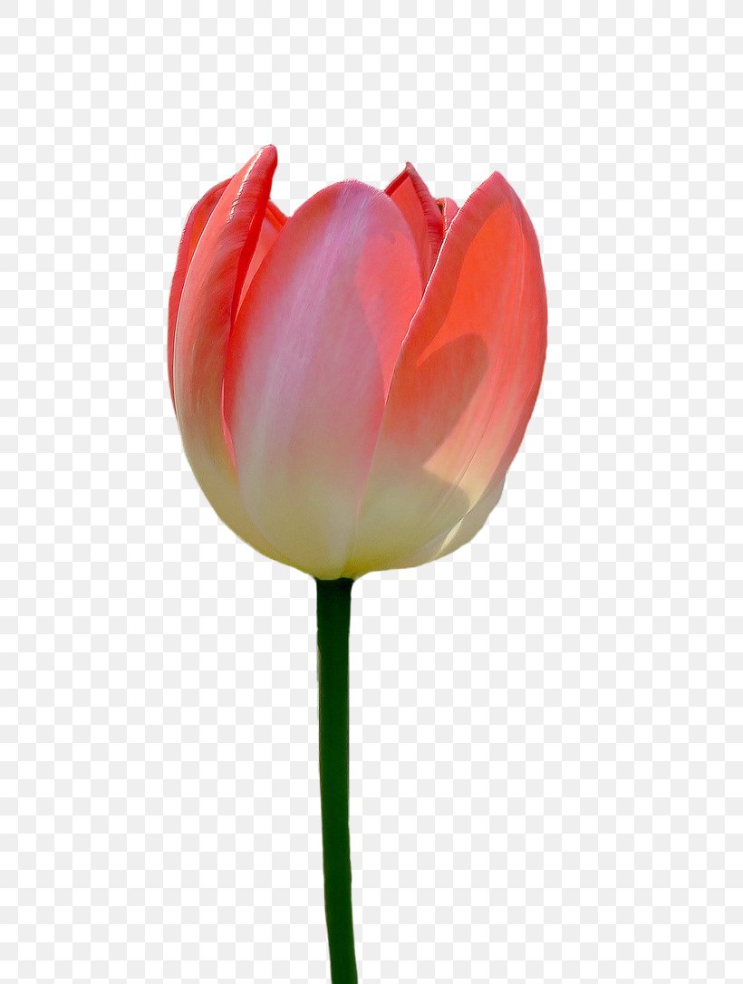 Tulip Flower, PNG, 781x1086px, Tulip, Floristry, Flower, Flower Bouquet, Flowering Plant Download Free