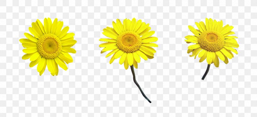Common Daisy Chrysanthemum Transvaal Daisy Daisy Family Oxeye Daisy, PNG, 989x450px, Common Daisy, Chrysanthemum, Chrysanths, Cut Flowers, Daisy Download Free