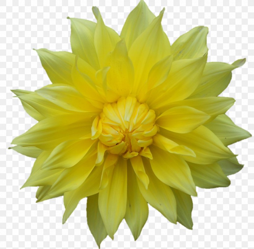 Dahlia Belur Math Dakshineswar Flower Plant, PNG, 1020x1002px, Dahlia, Annual Plant, Belur Math, Common Daisy, Cut Flowers Download Free