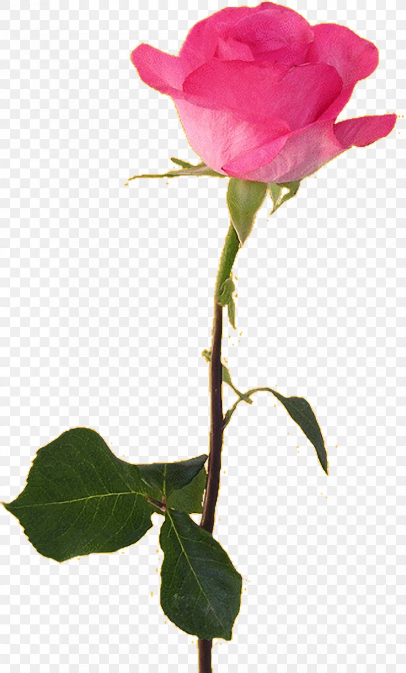 Flower Beach Rose Garden Roses, PNG, 825x1367px, Flower, Beach Rose, Blume, Branch, Bud Download Free