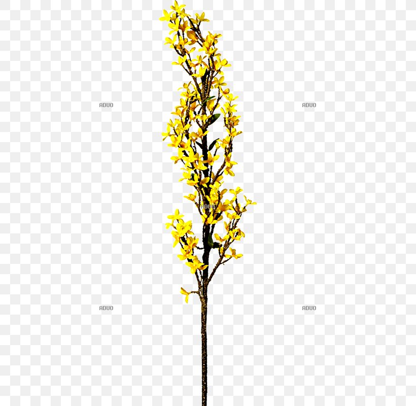 Twig Plant Stem Leaf Flowering Plant, PNG, 800x800px, Twig, Branch, Flower, Flowering Plant, Leaf Download Free