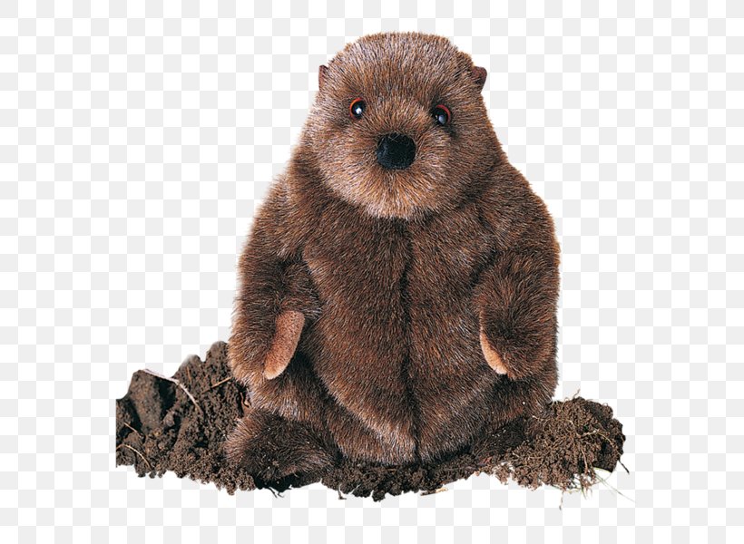 Punxsutawney Phil Groundhog Day Beaver, PNG, 600x600px, Punxsutawney, Bear, Beaver, Brown Bear, Fur Download Free