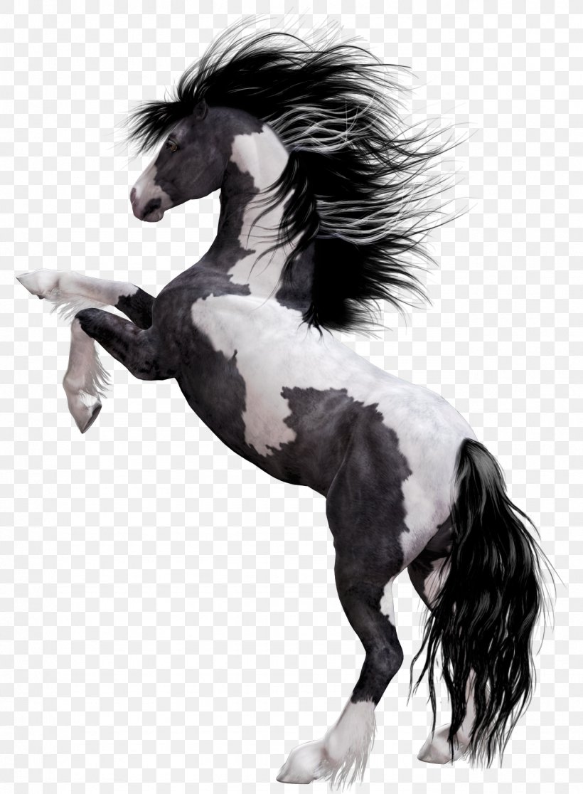 Arabian Horse Appaloosa Mustang American Paint Horse Stallion, PNG, 1285x1750px, Arabian Horse, American Paint Horse, Animal, Appaloosa, Bay Download Free