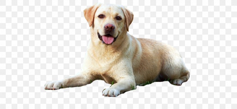 Labrador Retriever Puppy A Perfect Dog Guide: A Guide To Selection, Care, Nutrition, Rearing, Training, Health, Breeding, Sports And Play Image, PNG, 1024x473px, Labrador Retriever, Carnivoran, Companion Dog, Dog, Dog Breed Download Free