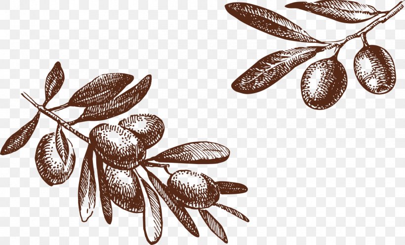 Olive Drawing Photography Illustration, PNG, 1426x866px, Olive, Biancolilla, Drawing, Food, Olive Oil Download Free