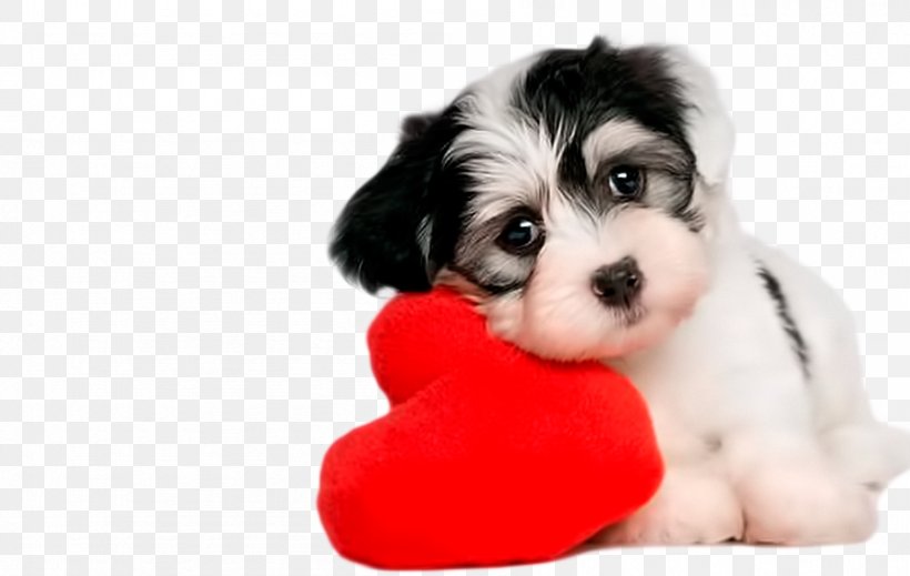 Puppy Havanese Dog Cat Kitten Pet, PNG, 896x568px, Watercolor, Cartoon, Flower, Frame, Heart Download Free